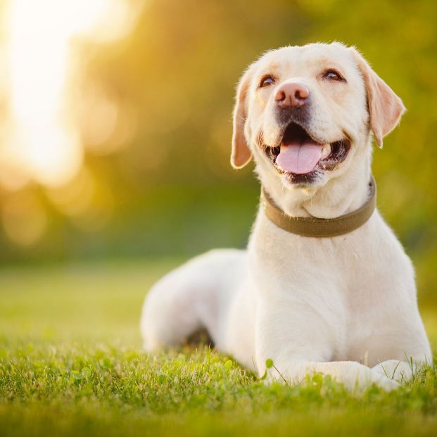 "Un ladrido por una sonrisa":  ahora los perros pueden visitar a los mayores en las residencias