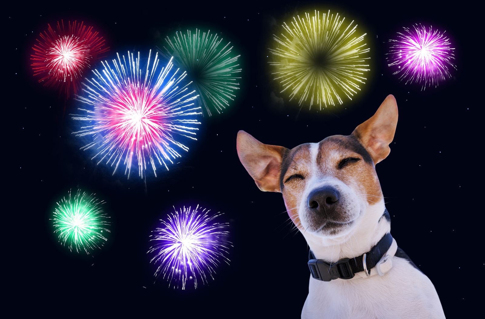 Cómo aliviar el miedo de tu perro a los fuegos artificiales