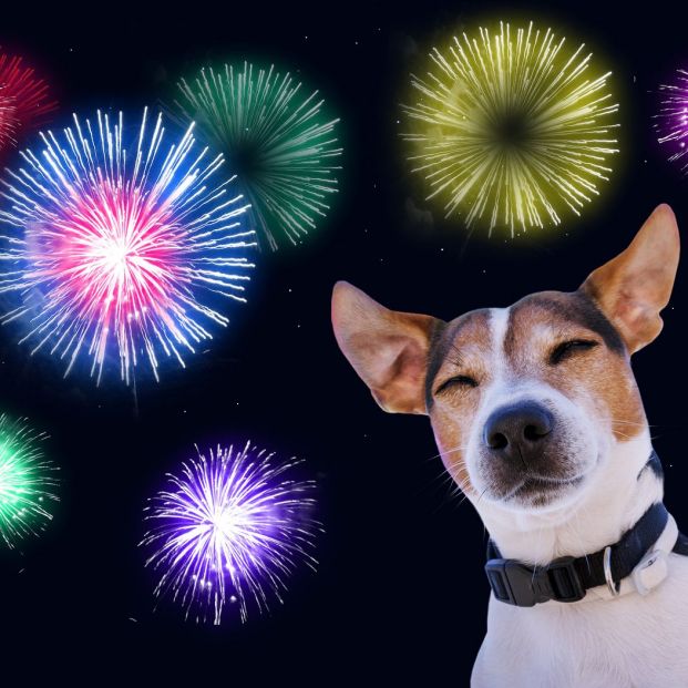 Cómo aliviar el miedo de tu perro a los fuegos artificiales