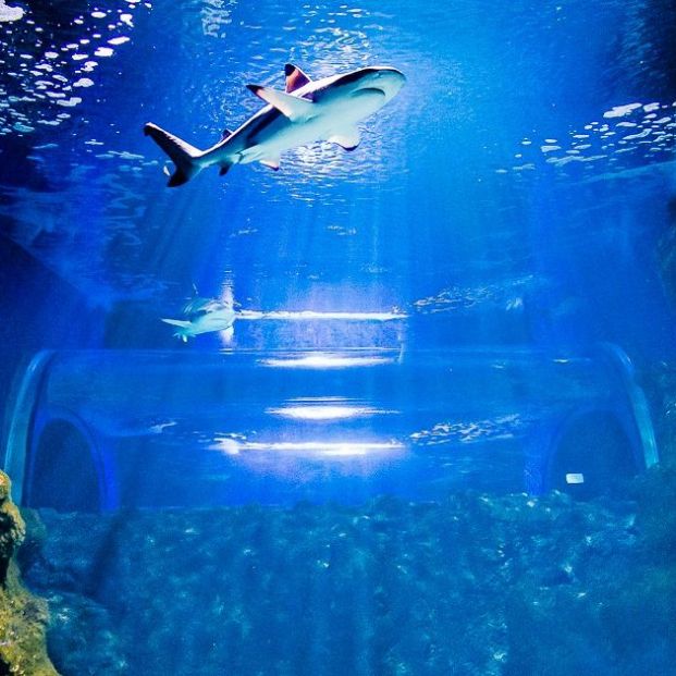 Acuario de Lanzarote Acuario de Lanzarote