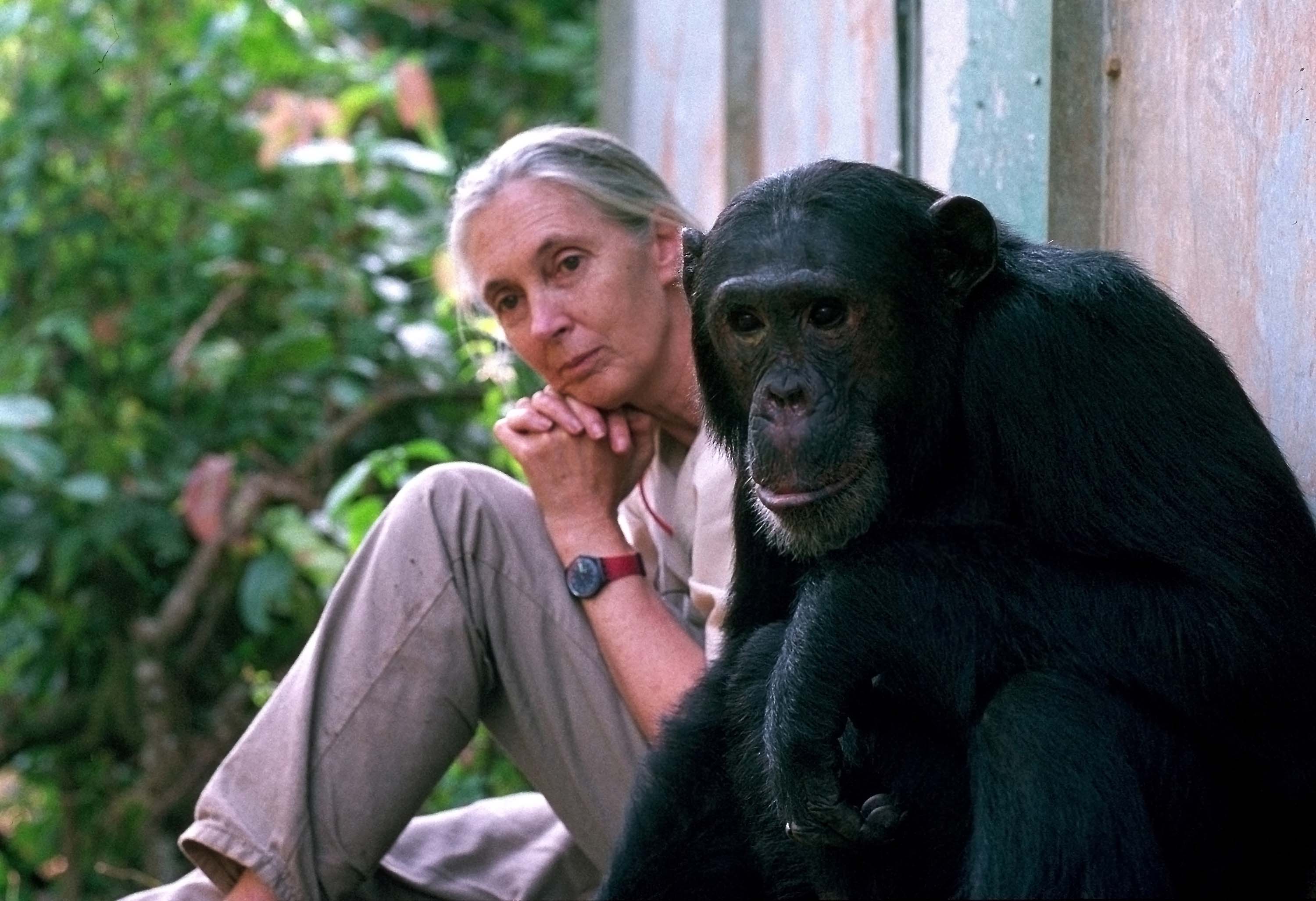 Jane Goodall