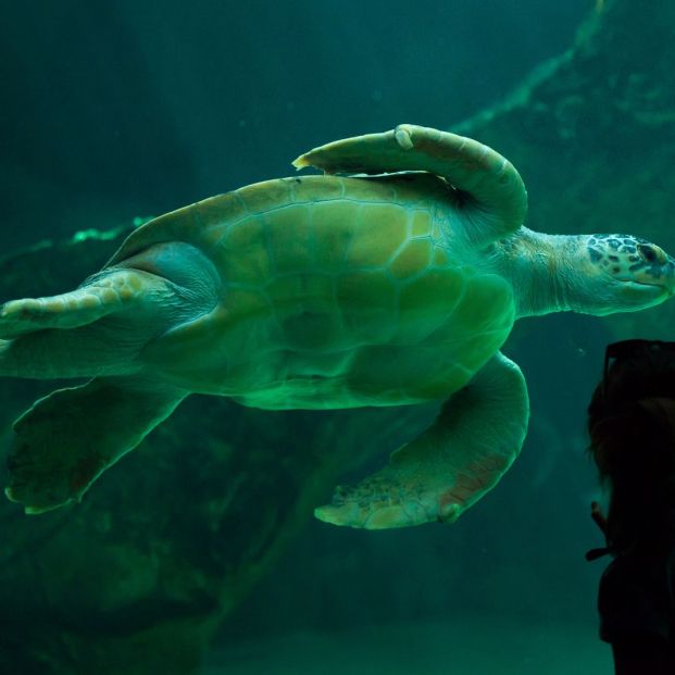 Zoo Aquarium de Madrid Zoo Aquarium de Madrid