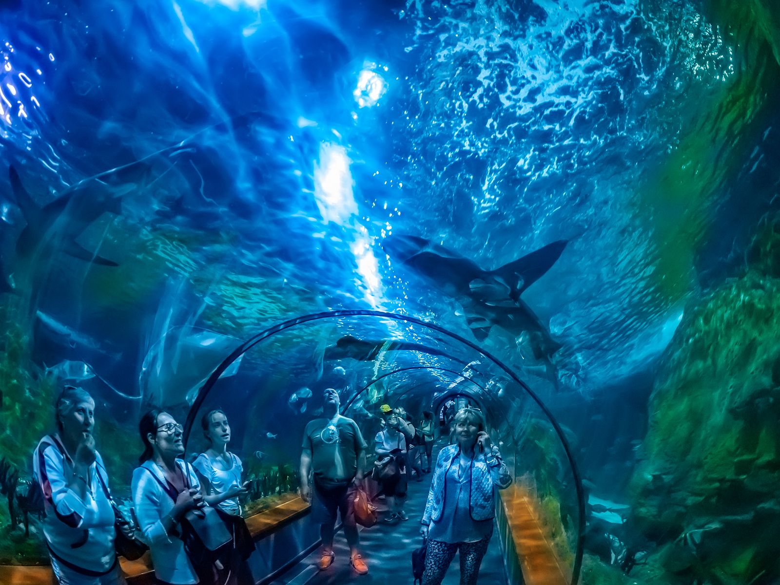 De visita a los acuarios más espectaculares de España: Loro Parque
