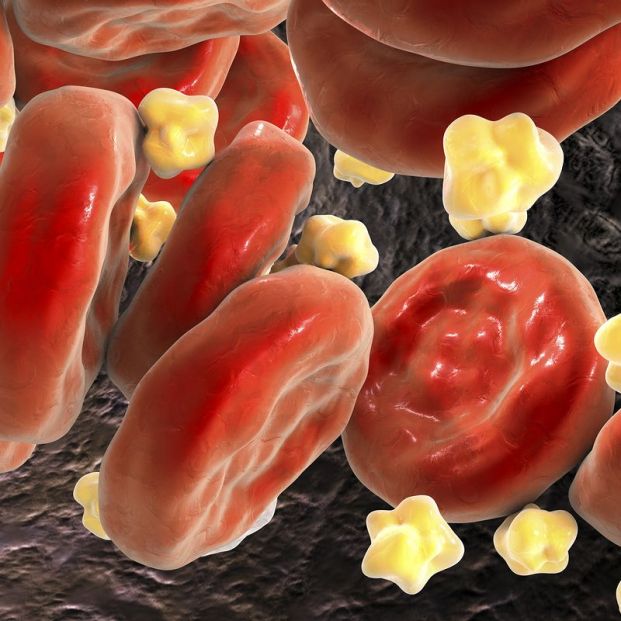 suplementos de harina de trigo rojo contra el colesterol