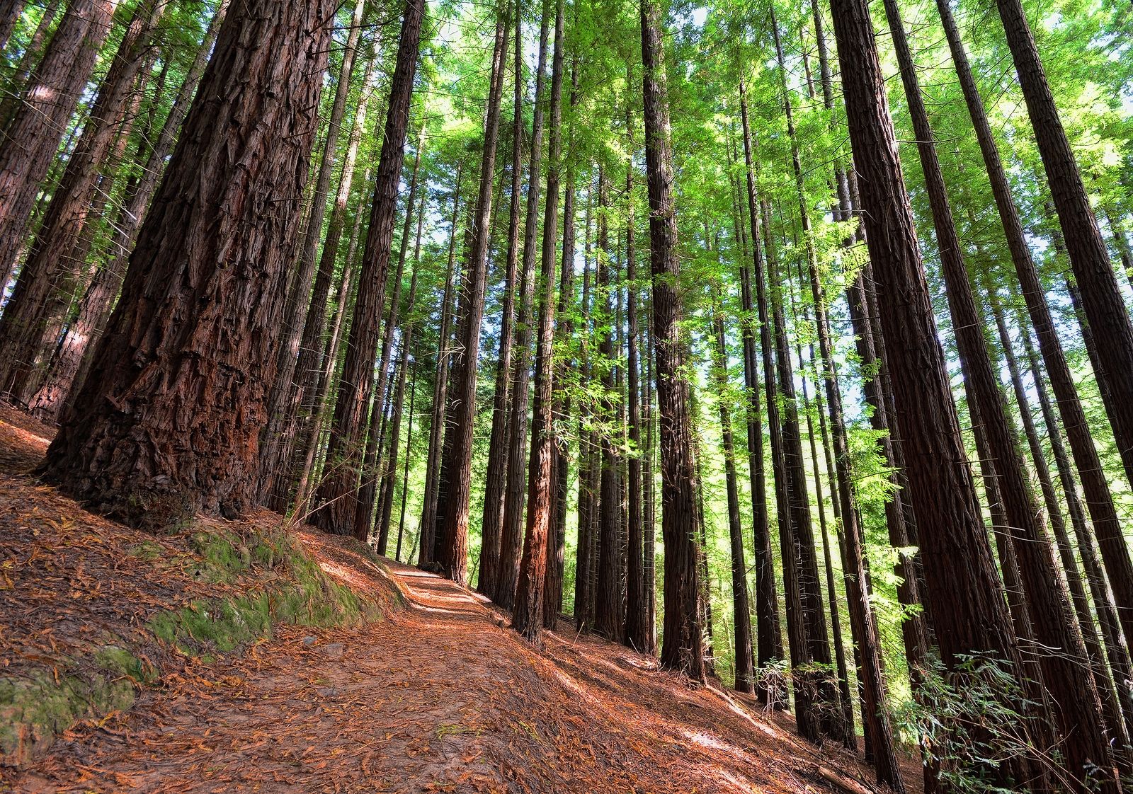 El asombroso bosque de secuoyas de Cantabria