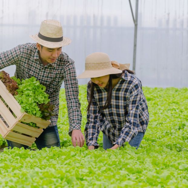 ¿Las ensaladas envasadas son recomendables para la salud de los mayores?