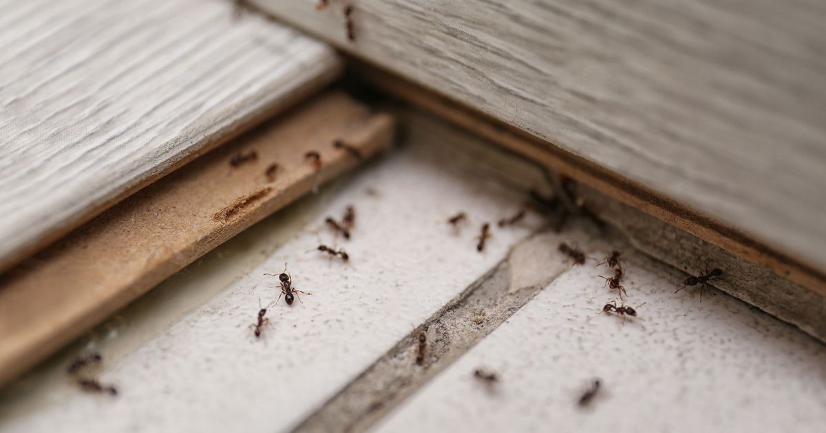 ¿Cómo eliminar las hormigas en casa sin usar insecticidas?
