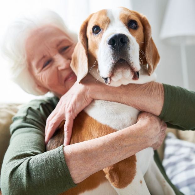 ¿Qué es un perro con pedigree?