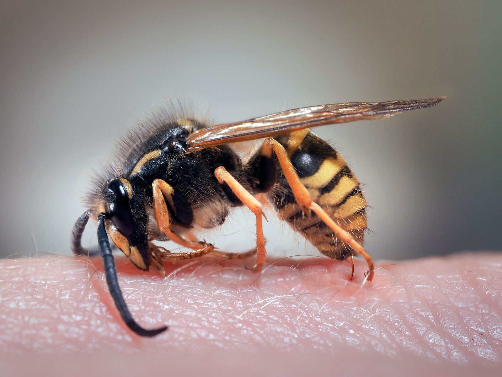 La picadura de insectos puede provocar un shock anafiláctico (bigstock)