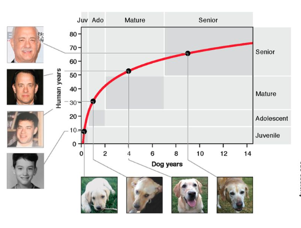Gráfico que explica la equivalencia humana de la edad de un perro
