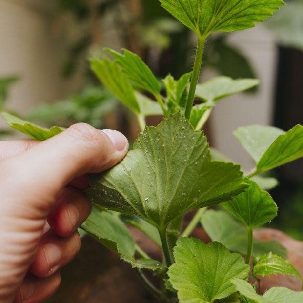 Cuida tus plantas de interior ante las plagas y enfermedades más comunes que puedan sufrir