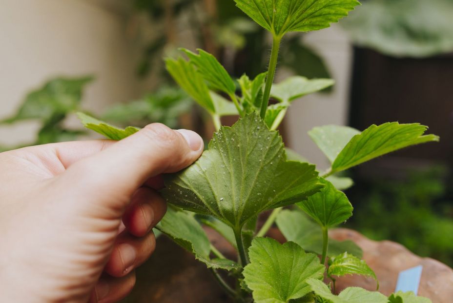 Cuida tus plantas de interior ante las plagas y enfermedades más comunes que puedan sufrir