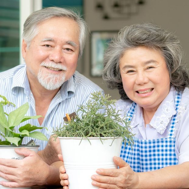 Cuida tus plantas de interior ante las plagas y enfermedades más comunes que puedan sufrir