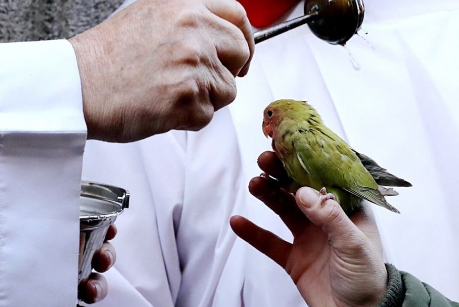 Bendición de animales en la Iglesia de San Antón en Madrid