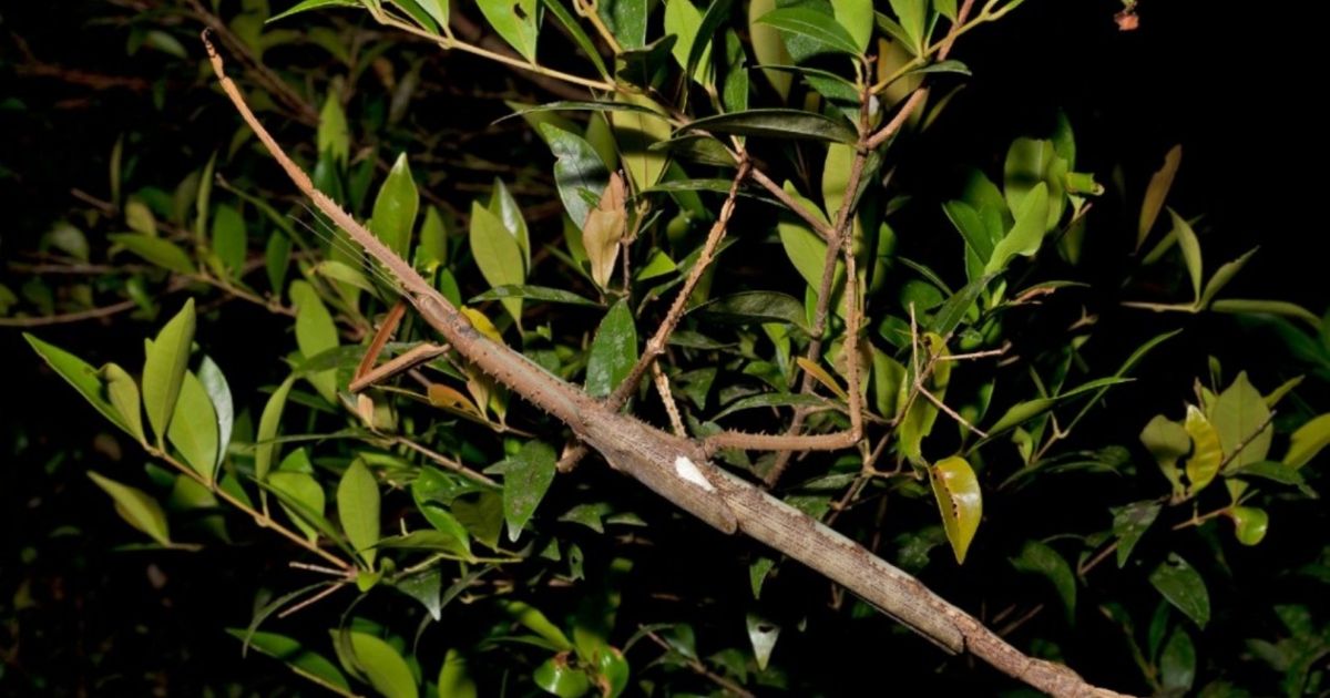 Golfrise Insect Nueva especie de insecto pesa como una pelota de golf
