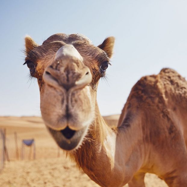 ¿La leche de camella es mejor que la de vaca? Conoce las propiedades de esta nueva bebida de moda