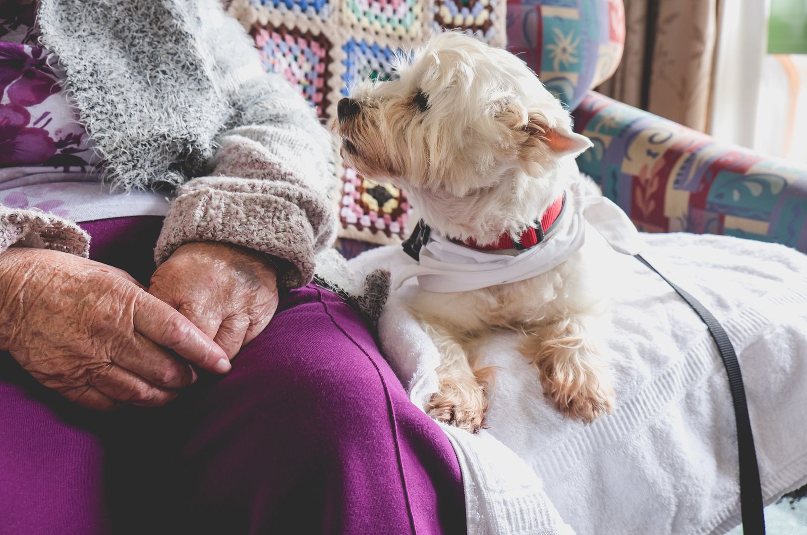 Perro en terapia