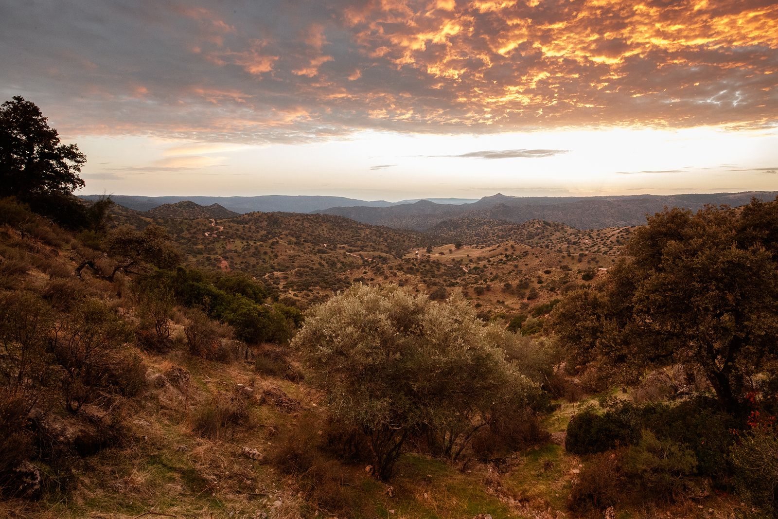 Conoce el Parque Natural Sierra de Andújar: hábitat del lince ibérico