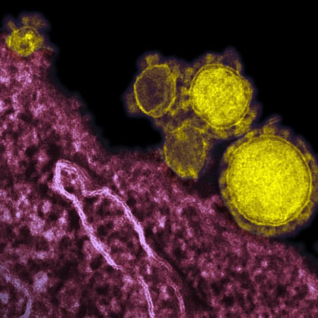 Elaboran un protocolo de actuación ante sospechas de casos de coronavirus en España