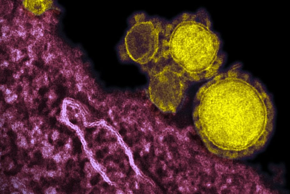 Elaboran un protocolo de actuación ante sospechas de casos de coronavirus en España