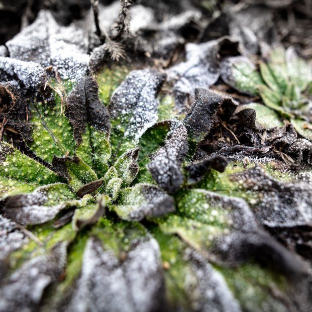 Protege tus plantas de las heladas