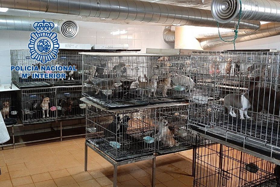 Chihuahuas rescatados en Madrid