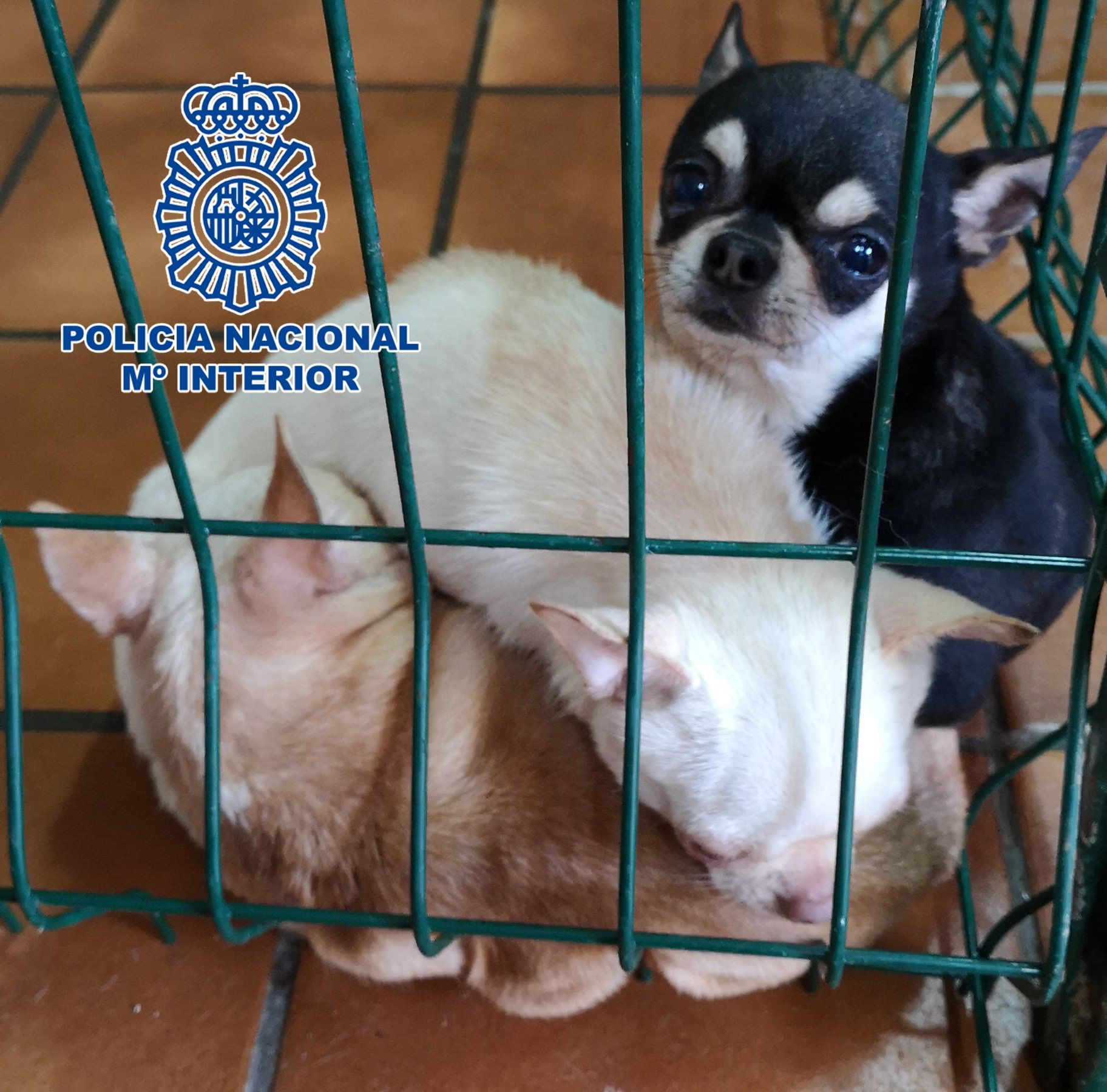 Rescatan a 270 chihuahuas mutilados en criaderos de Madrid