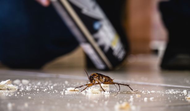 El calor trae de vuelta a las cucarachas: cómo mantenerlas fuera de casa sin insecticidas. Foto: Bigstock.