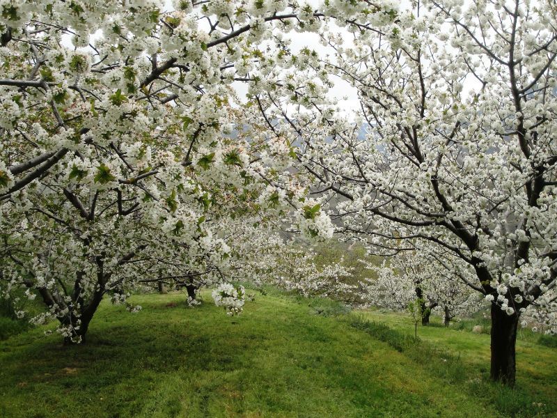 cuando florecen los cerezos (www.turismovalledeljerte)