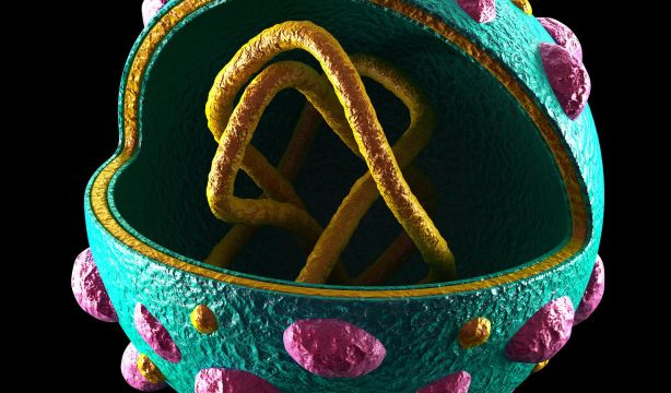 La OMS cree que el brote de hantavirus tendrá un alcance "limitado": "No es el Covid"