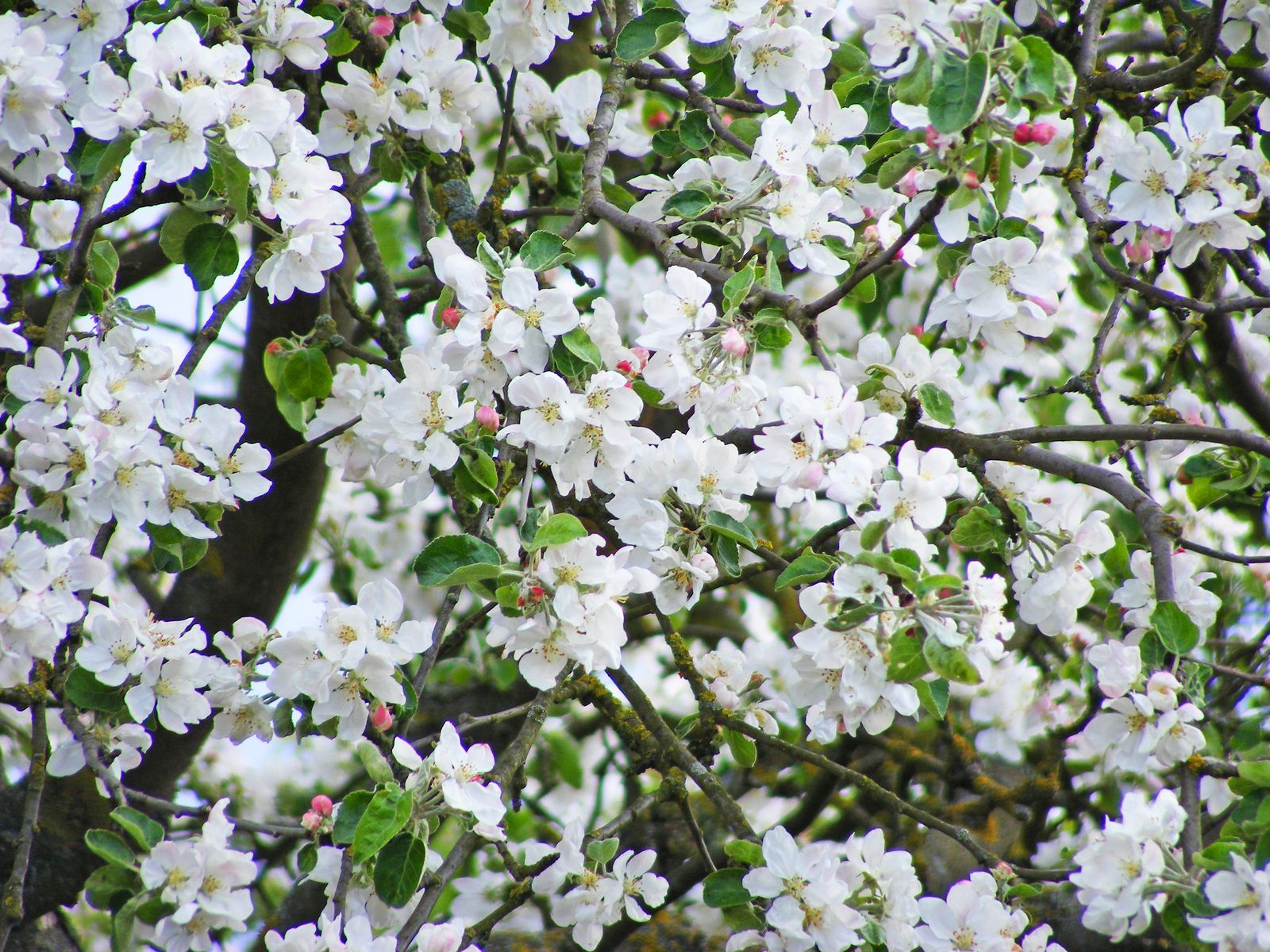 Cuándo florecen los cerezos (Bigstock)