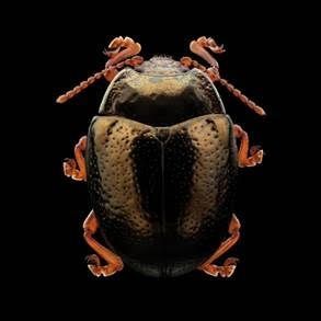 Los insectos urbanos se convierten en protagonistas de una muestra fotográfica en Madrid