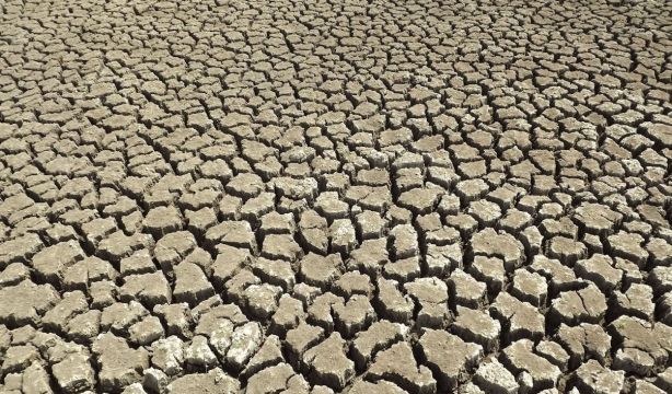 El cambio climático podría extinguir hasta el 16% de las plantas del mundo antes de 2100