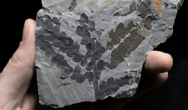 Descubren cómo sobrevivieron las plantas al impacto del asteroide que acabó con los dinosaurios