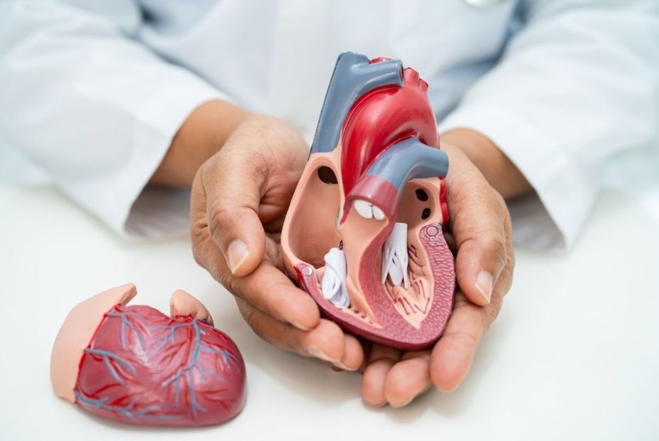 EuropaPress 6236598 cardiovascular disease cvd asian doctor holding human anatomy model for EuropaPress 6236598 cardiovascular disease cvd asian doctor holding human anatomy model for
