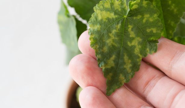 Trucos caseros para evitar que las plantas de interior se pongan amarillas