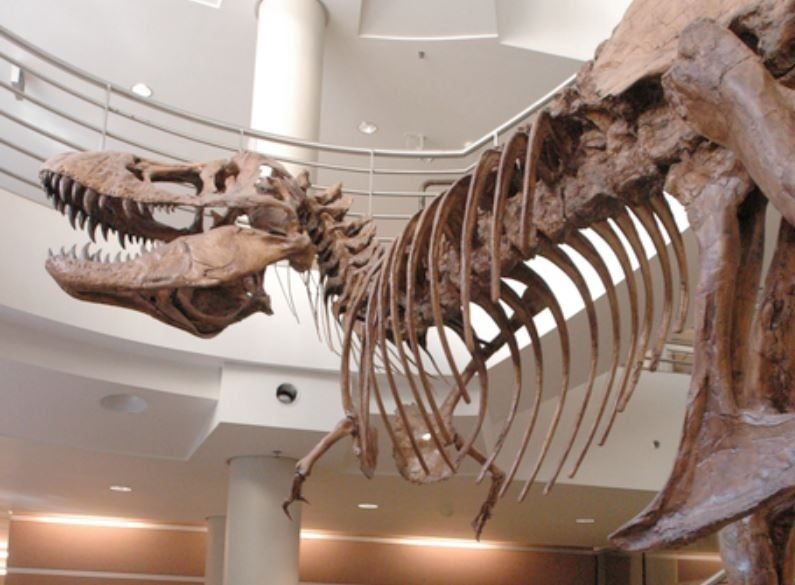 Tyrannosaurus rex Tyrannosaurus rex