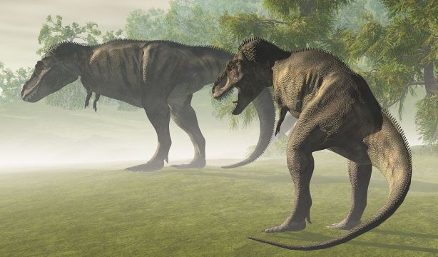 La verdadera razón de los diminutos brazos del Tyrannosaurus rex