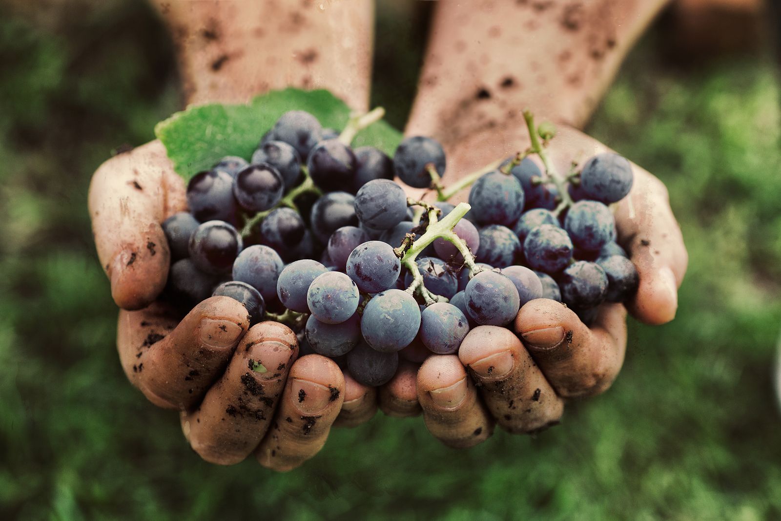 Las uvas fortalecen la piel y la protegen del daño solar