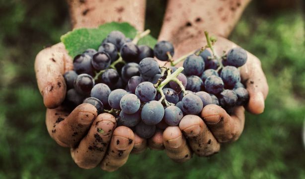 Las uvas fortalecen la piel y la protegen del daño solar