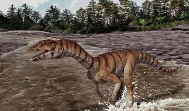 Descubren un extraño antepasado del cocodrilo: sin dientes y bípedo