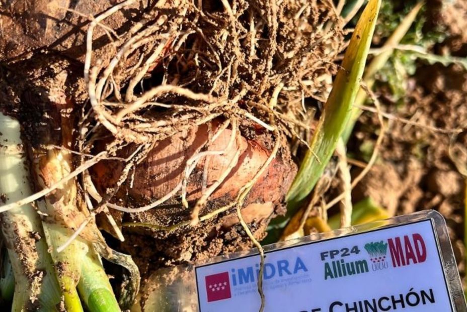 La Comunidad de Madrid registra por primera vez 2 variedades de cebolla blanca y morada de Chinchón. Foto: Comunidad de Madrid La Comunidad de Madrid registra por primera vez 2 variedades de cebolla blanca y morada de Chinchón. Foto: Comunidad de Madrid