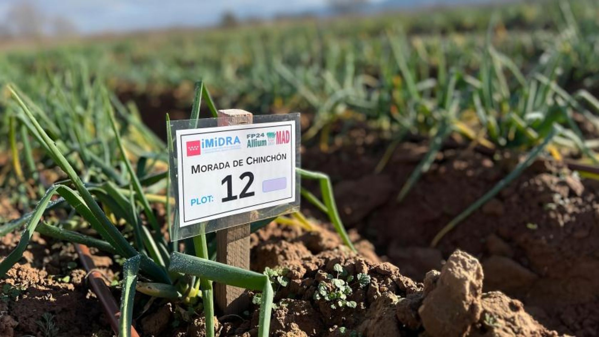 La Comunidad de Madrid registra por primera vez 2 variedades de cebolla blanca y morada de Chinchón La Comunidad de Madrid registra por primera vez 2 variedades de cebolla blanca y morada de Chinchón