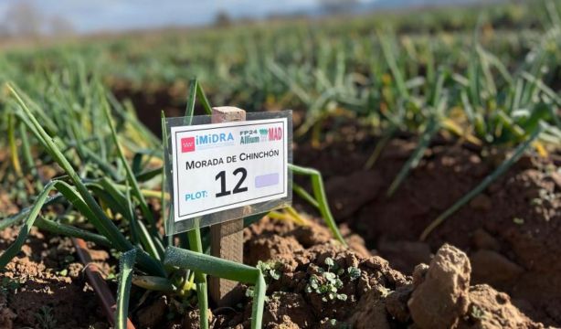 La Comunidad de Madrid registra por primera vez 2 variedades de cebolla blanca y morada de Chinchón