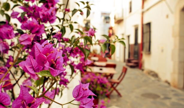Cómo cuidar la buganvilla, la planta resistente al calor que da colorido al verano