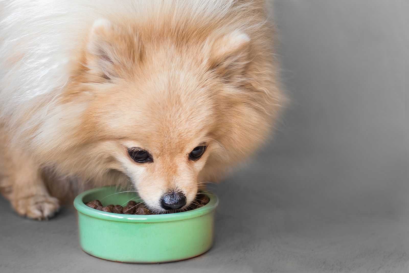Mascotas: ¿cuánto se gasta de media al mes en comida?