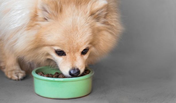Mascotas: ¿cuánto se gasta de media al mes en comida?