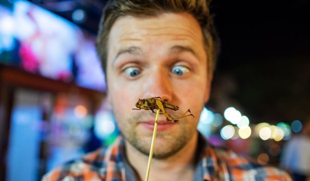 El asco de los europeos para comer insectos es biológico