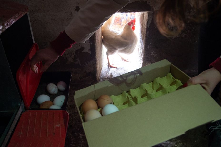 Una técnica con luz permite analizar huevos sin abrirlos y detectar su sexo