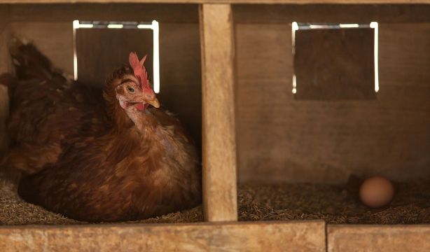 Una técnica con luz permite ver el interior de los huevos sin abrirlos y revelar el sexo del pollito